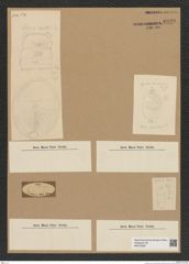 Diatomeae indet. Zeichnungen Sammlung Grunow Nr. 6940 (NHMW-BOT-W0375829)